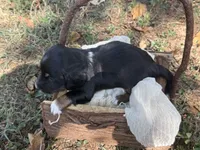 Black boy , a female Miniature Dachshund for sale in Nashville, AR – 3 of 3