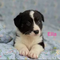 Ella, a male Cardigan Welsh Corgi for sale in Nashville, AR – 4 of 10