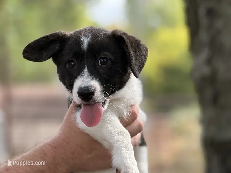 Brindle girl  – Cardigan Welsh Corgi, Pembroke Welsh Corgi puppy for sale in Nashville, AR