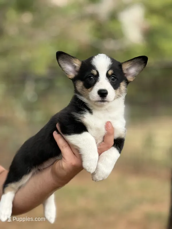 Betsy  – Cardigan Welsh Corgi, Pembroke Welsh Corgi puppy for sale in Nashville, AR