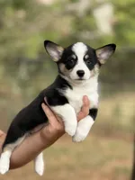Betsy , a female Cardigan Welsh Corgi and Pembroke Welsh Corgi for sale in Nashville, AR – 1 of 10