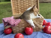 TC Boy , a male Pembroke Welsh Corgi for sale in Nashville, AR – 6 of 10