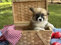Fluff Full AKC, a female Pembroke Welsh Corgi for sale in Nashville, AR – 6 of 10