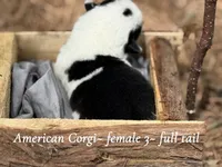 Black Mismark- full tail, a female Pembroke Welsh Corgi for sale in Nashville, AR – Photo 3 of 4