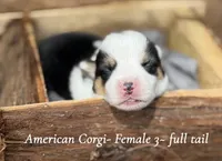 Black Mismark- full tail, a female Pembroke Welsh Corgi for sale in Nashville, AR – Photo 2 of 4