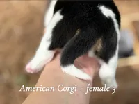 Black Mismark- full tail, a female Pembroke Welsh Corgi for sale in Nashville, AR – Photo 4 of 4