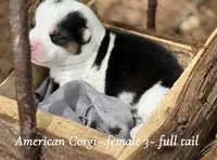 Black Mismark- full tail, a female Pembroke Welsh Corgi for sale in Nashville, AR – Photo 1 of 4