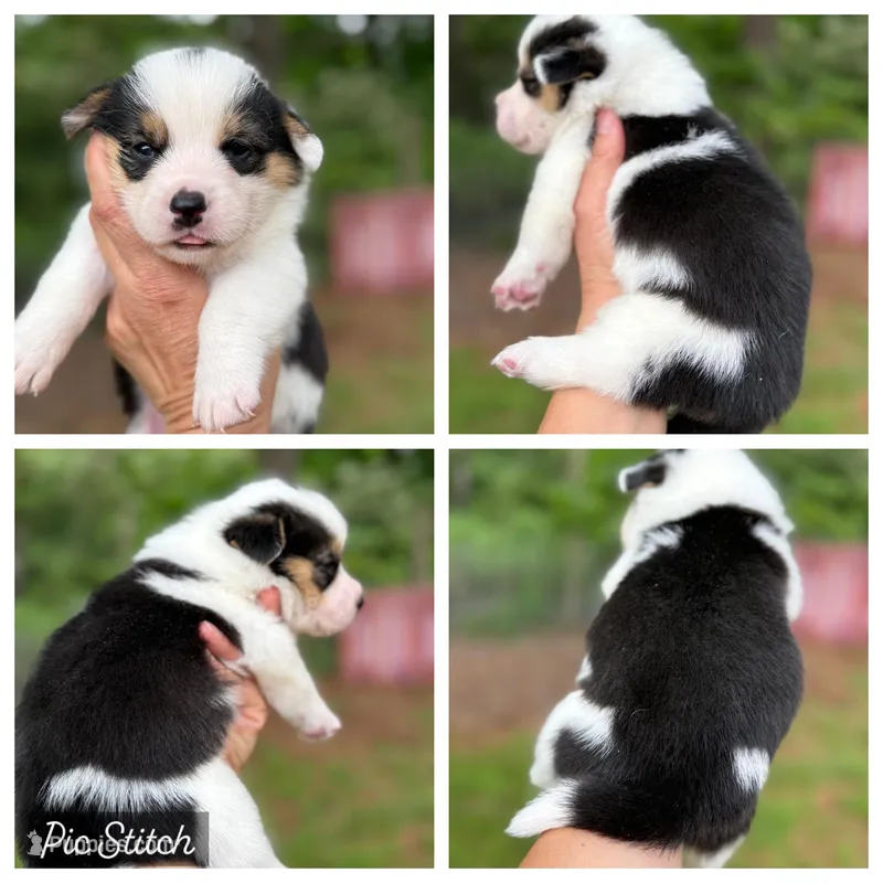 Black Mismark- full tail – Pembroke Welsh Corgi puppy for sale in Nashville, AR