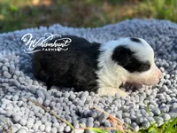 Lou, a female Border Collie for sale in Nashville, AR – Photo 2 of 2