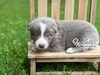 Smooth Lilac B, a male Border Collie for sale in Nashville, AR – 3 of 4