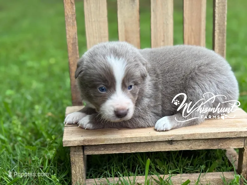 Smooth Lilac B – Border Collie puppy for sale in Nashville, AR