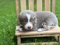 Smooth Lilac B, a male Border Collie for sale in Nashville, AR – 1 of 4