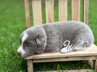 Smooth Lilac B, a male Border Collie for sale in Nashville, AR – 2 of 4