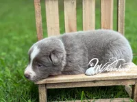 Smooth Lilac B, a male Border Collie for sale in Nashville, AR – 4 of 4