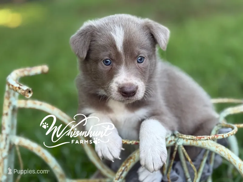 Smooth lilac 2 – Border Collie puppy for sale in Nashville, AR