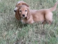 Dark cream , a male Miniature Dachshund for sale in Nashville, AR – 6 of 8