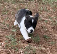 Brindle girl , a female Cardigan Welsh Corgi and Pembroke Welsh Corgi for sale in Nashville, AR – 10 of 10
