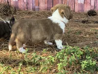 Live brindle , a male Cardigan Welsh Corgi and Pembroke Welsh Corgi for sale in Nashville, AR – 7 of 10