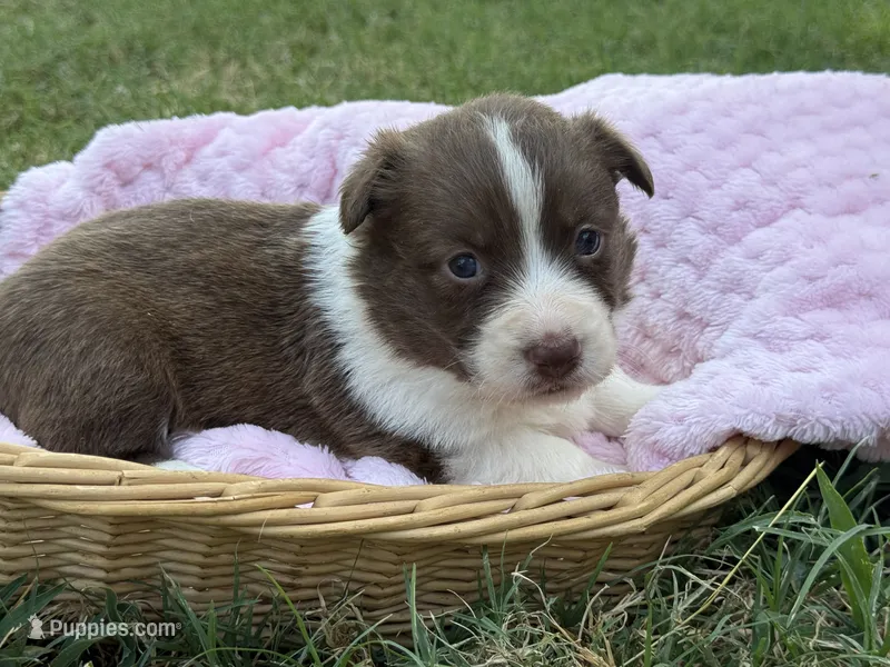 Liver Girl – Cardigan Welsh Corgi, Pembroke Welsh Corgi puppy for sale in Nashville, AR