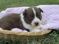 Liver Girl, a female Cardigan Welsh Corgi and Pembroke Welsh Corgi for sale in Nashville, AR – 1 of 3