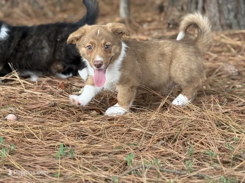 Live brindle  – Cardigan Welsh Corgi, Pembroke Welsh Corgi puppy for sale in Nashville, AR