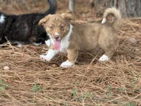 Live brindle , a male Cardigan Welsh Corgi and Pembroke Welsh Corgi for sale in Nashville, AR – 1 of 10