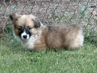 Fluff Full AKC, a female Pembroke Welsh Corgi for sale in Nashville, AR – 8 of 10