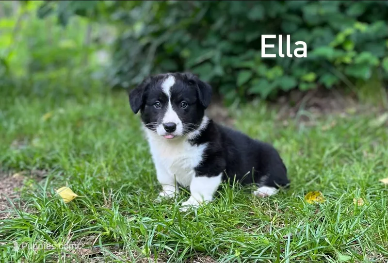 Ella – Cardigan Welsh Corgi puppy for sale in Nashville, AR