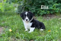 Ella, a male Cardigan Welsh Corgi for sale in Nashville, AR – 1 of 10