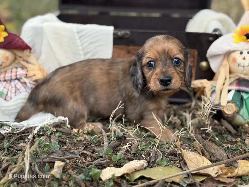 Long hair Red dapple – Miniature Dachshund puppy for sale in Nashville, AR