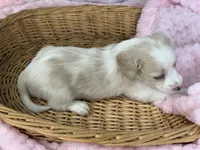 Cream pie, a female Miniature Dachshund for sale in Nashville, AR – 3 of 4