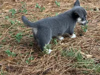 Full tail bluie, a female Cardigan Welsh Corgi and Pembroke Welsh Corgi for sale in Nashville, AR – 4 of 9