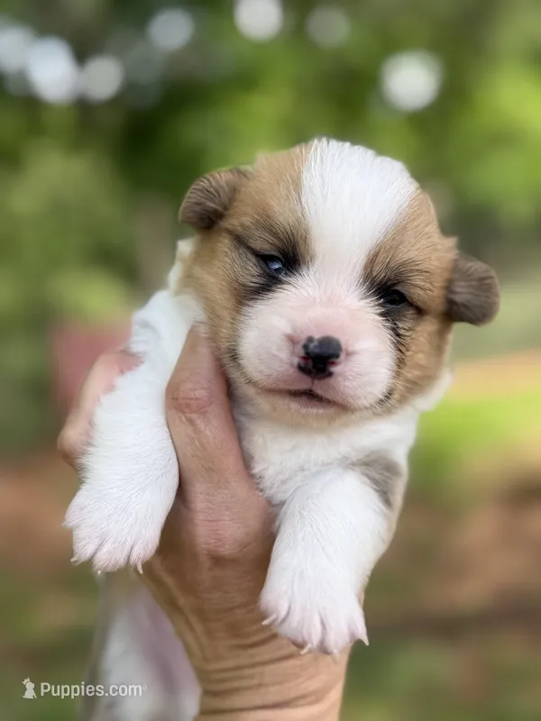 Red boy – Pembroke Welsh Corgi puppy for sale in Nashville, AR