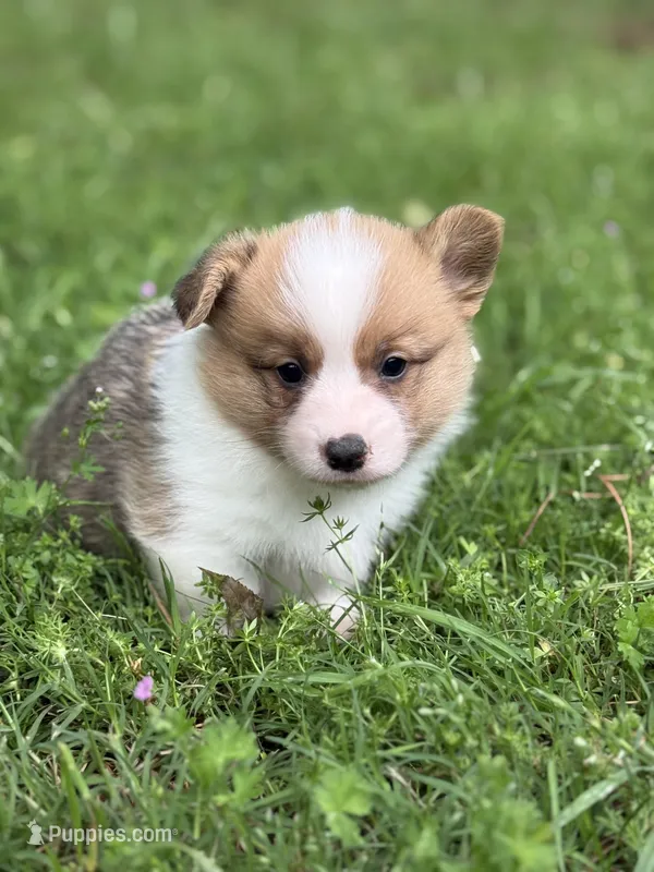 Red boy – Pembroke Welsh Corgi puppy for sale in Nashville, AR