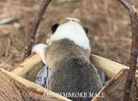 Red boy, a male Pembroke Welsh Corgi for sale in Nashville, AR – Photo 2 of 2