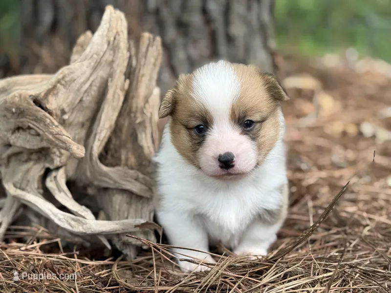 Red boy – Pembroke Welsh Corgi puppy for sale in Nashville, AR