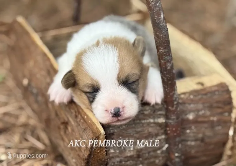 Red boy – Pembroke Welsh Corgi puppy for sale in Nashville, AR