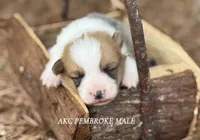 Red boy, a male Pembroke Welsh Corgi for sale in Nashville, AR – Photo 1 of 2