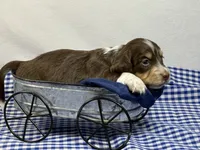 Choc n cream , a female Miniature Dachshund for sale in Nashville, AR – 2 of 4