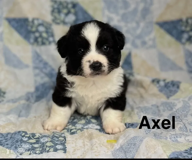 Axel- Fluffy – Cardigan Welsh Corgi puppy for sale in Nashville, AR