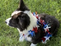 Ace- Fluffy, a male Cardigan Welsh Corgi for sale in Nashville, AR – 4 of 10
