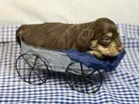 Choc girl AKC, a female Miniature Dachshund for sale in Nashville, AR – 7 of 8