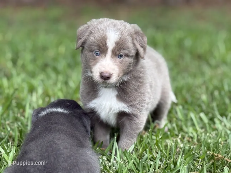 Smooth Lilac B – Border Collie puppy for sale in Nashville, AR