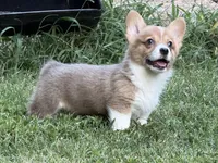 TC Boy , a male Pembroke Welsh Corgi for sale in Nashville, AR – 8 of 10