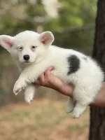 Mismark Bluie, a male Pembroke Welsh Corgi for sale in Nashville, AR – 2 of 5