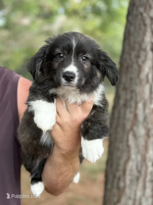 Brindle fluff  – Cardigan Welsh Corgi, Pembroke Welsh Corgi puppy for sale in Nashville, AR