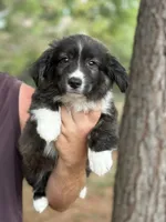 Brindle fluff , a male Cardigan Welsh Corgi and Pembroke Welsh Corgi for sale in Nashville, AR – 1 of 10