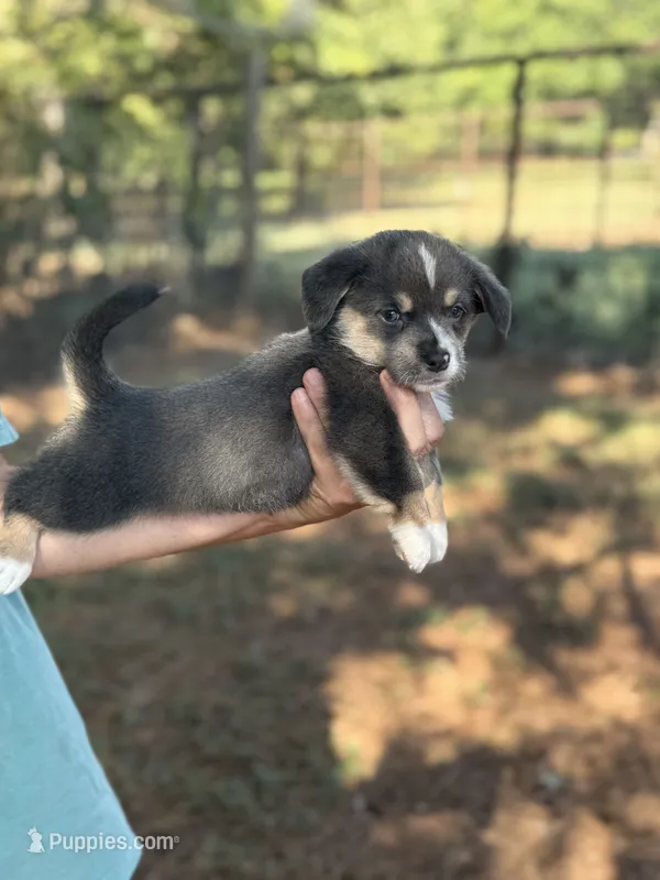 Full tail bluie – Cardigan Welsh Corgi, Pembroke Welsh Corgi puppy for sale in Nashville, AR