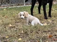 Joy, a female Miniature Dachshund for sale in Nashville, AR – 6 of 9