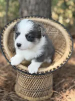Bluie, a female Pembroke Welsh Corgi for sale in Nashville, AR – 8 of 9